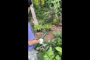 💥จัดส่งที่รวดเร็ว💥 เคียวแมงกานีส เคียวเหล็กแมงกานีส เคียวเกี่ยวหญ้า เคียวเกี่ยวข้าว มีดถางหญ้า คียวตัดกิ่งไม้