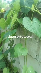 Daun Brotowali Segar / Daun Broto wali Segar Herbal Untuk Berbagai Penyakit