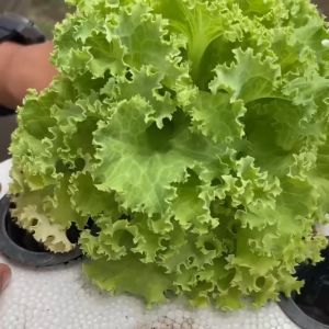 Benih Seribuan - Netpot 5 & 7 cm Hitam Media Tanam Hidroponik