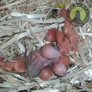 SEMPATI MACET BREEDING MENINGKATKAN KESUBURAN KUALITAS TELUR MURAI KACER DLL
