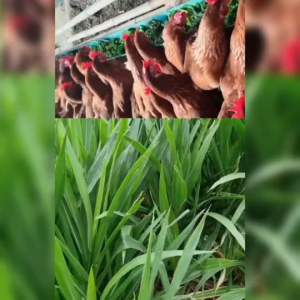 หญ้าหวานอิสราเอล50ท่อนพันธุ์หญ้าหวานสำหรับปลูก มีโปรตีนสูง หญ้าหวาน ต้นพันธุ์