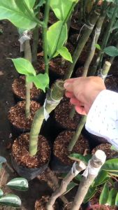 MÍT TỐ NỮ SẦU RIÊNG – Giống Mít Tố Nữ Sầu Riêng Chuẩn Cây Khỏe - Lá Nhiều Lông Tơ - MAI HUY