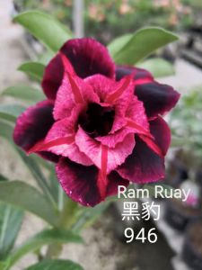 Adenium kemboja bonsai ID:946/富贵花