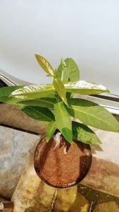 Bibit Jambu Air Bajang Leang Okulasi Cepat Berbuah