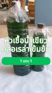 (1แถม1) หัวเชื้อ น้ำเขียว เข้มข้น ( น้ำเขียว คลอเรลล่า) Grd33 ซื้อ1.5 ลิตร 1 ขวด แถมฟรี!! 600ml 1 ขวด สำหรับเลี้ยงไรแดง