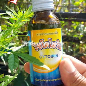 ไซโตคินิน สารเร่งแตกกิ่ง สารเร่งแตกตาพืช ทำให้ต้นไม้แตกกิ่ง 7 วัน ยอด ผสมน้ำฉีดพ่นทุกๆ