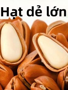 Món Ăn Vặt Hạt Thông Mở Lớn Miền Đông Bắc Thu Hoạch Mới