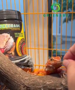Thức ăn bò sát Rồng Úc GREENABC - Bearded Dragon – Hàm lượng protein 44.9% giúp tăng trưởng nhanh lên màu đẹp tiêu hóa tốt – Hộp 68g