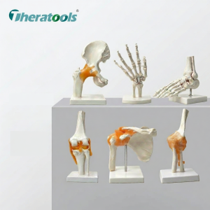 Theratools | Teaching Use Movable Skeleton Model