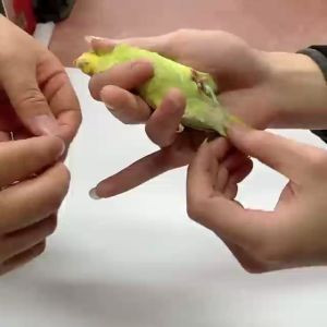 พร้อมส่งห่วงขานกแก้ว 3mm-8mm คละสี 10วง/แพ็ค ทำจากอลูมิดนียม น้ำหนักเบา