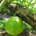 Calabash Tree Cuttings or Fruit (Miracle Fruit) for Planting or Juicing. 