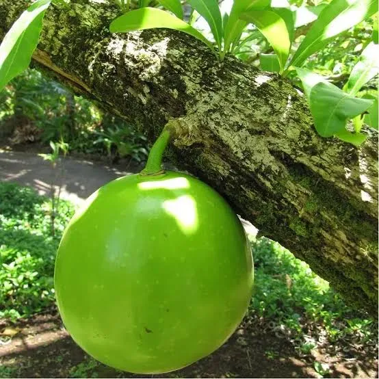 Calabash%20Tree%20Cuttings%20or%20Fruit%20(Miracle%20Fruit)%20for%20Planting%20or%20Juicing%20-%20Image%205