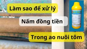 Chai 1L Protectol Trị Nấm Đồng Tiền - Sát Khuẩn Ao Nuôi Tôm