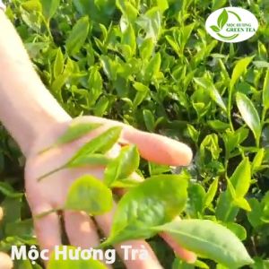 Trà Tân Cương Thái Nguyên Hoa Nhài 200g Nước Xanh Trong Hậu Ngon Trà Xanh Mộc Hương Trà Trà Lài Tân Cương Thái Nguyên 200g