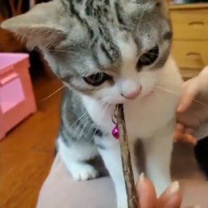 ไม้ขัดฟันแมว เสริมสวยแมวกัญชา เพิ่มความเรียบเนียน 5แท่ง แมวป่า,สัตว์เลี้ยงดี,ขัดฟันเพื่อการเล่น,ปลอดภัย,ไม่ใส่สารอันตราย