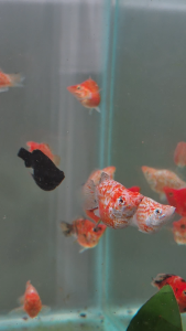 Premium Assorted Balloon Molly Big Size Molly 4cm High Grade Aquascape Companion Mixed Color Molly Nano Tank Specimen | TAG Ecohill