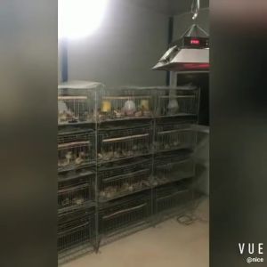 4 Layer Chicken Farming Cage Chicken Hen Breeding Cage Space Saving Sangkar Ayam 4 Layer Kandang Ayam Jimat Ruang