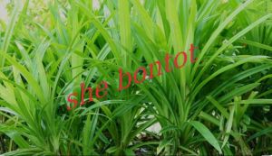 pandan wangi segar 1 kg