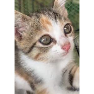 KPSPro Susu Gantian Kucing / Susu Kucing / Susu Untuk Anak Kucing / Kitten Milk Replacer