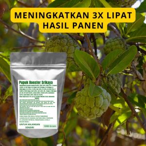 Pupuk Booster Srikaya Pelebat Organik Cepat Berbuah Lebat Besar Anti Rontok Pembesar Srikaya