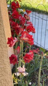 Amaryllis Plant Bulb: Easy Indoor Gardening Tips