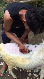 KING BaoRun P6 alat Mesin Cukur Elektrik Bulu Hewan domba anjing kucing Charger Tanpa Kabel - merah