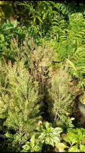 POHON KAYU PUTIH / BIBIT UNGGUL