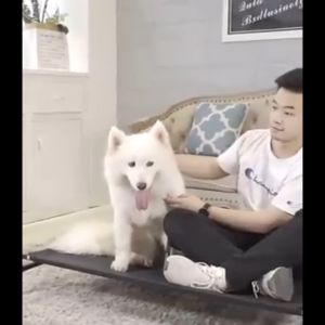 ที่นอนสุนัขพับได้เปลสัตว์เลี้ยงผ้าตาข่ายระบายอากาศ ป้องกันความชื้นป้องกันการกดทับ รับน้ำหนัก160gเตียงนอนสุนัขคอกสุนัข เตียงสุนัข เตียงสัตว์เลี้ยง