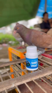 jamu merpati sambernyawa isi 100 butir jamu herbal khusus untuk merpati lomba yang diformulasikan untuk meningkatkan stamina mempercepat giring serta menjaga performa tetap maksimal di lapangan