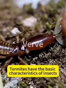 Termite killing rate 99.99% Layee Termite killer Racun anai anai terbaik Ubat anai anai Chain ant killing long-lasting effect Ubat anai anai terbaik