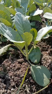 เมล็ดพันธุ์ คะน้าสปาต้า (ถุงใหญ่)