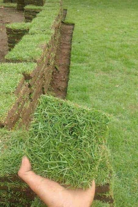Rumput Peking - Sinar Mas Land