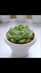 Sen đá bánh bao xanh