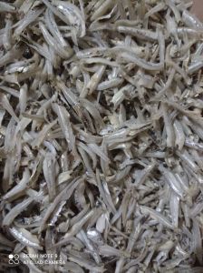 Teri jengki belah murah