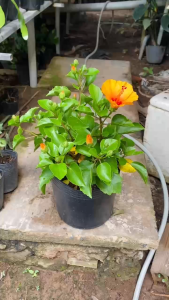 Cây Dâm Bụt Vàng (Giống Mới) - Tổng thể tầm 20-30 cm - Chịu nắng tốt cho hoa đẹp!