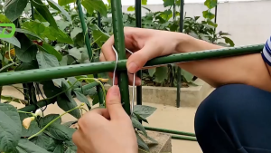 50 PCS Konektor Ajir Tanaman / Connector Ajir / Sambungan Ajir / Wire Bucke