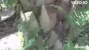 เสียมแทงปาล์ม เคียวปาล์มและใบเลื่อย หัวเกียร์แทงทะลายปาล์มน้ำมันพร้อมเครื่องยนต์ ชุดอุปกรณ์ความยาวรวมคน 4.80 ม. สินค้ามีอนุสิทธิบัตร