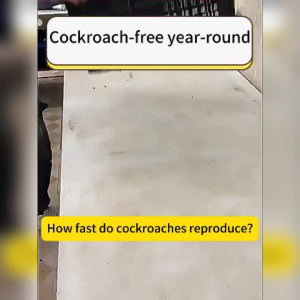 Cockroach Bait Gel Stick Indoor Roach Killer Safe for Family and Pets Non Toxic Pest Control Trap Strongest Roach Bait Station Box Powerful Insecticide to Kill Entire Colony Fast Acting Household Bug Killer