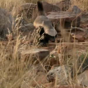 น้ำหอม L’CLOCHE กลิ่น HONEY BADGER — WILDLIFE LIMITED COLLECTION