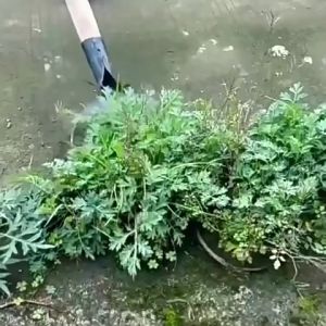 Sekop Taman Baja Sekop Datar Sekop Es Cangkul Penyiangan Alat Berkebun Multifungsi