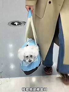Portable Pet Carrier for Cats and Dogs Handheld Bag Car Seat Bed for Small Pets Under 10kg