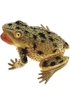 Plastic Simulation Frog Toad Toy for Kindergarten Children Cognitive Educational Small Insect Animal Model Dolls Universal Gender