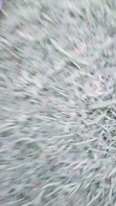 นกก้านเหล็ก 4 สี สปริง ปักดิน กระถางต้นไม้ สุขภาพและดีวิตามินี