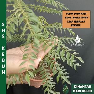 Pokok Daun Kari Kecil Wangi Curry leaf Murraya koenigii 咖喱叶树苗 SHS Kebun