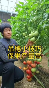 50 Pcs Tomato Fruit Hanging Support Hook to Twine | Gantungan Pengait Buah Tomat ke Tali