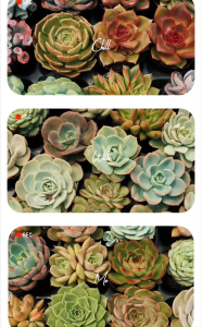 Sen Đá size bầu inbox lưa mẫu theo yêu cầu  5-7 cm cây già khỏe