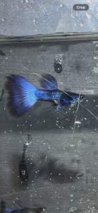 Blue Moscow Guppy