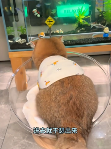 😻หลุมอวกาศ ที่นอนแมว ที่ลับเล็บแมว คอนโดแมว ลับเล็บแมว บ้านแมว โดมอะคริลิคแมว 4in1 คอนโดแมวอวกาศ 42cm 😺หลุมแมว ที่นอนสัตว์เลี้ยง แคปซูล 4 ใน 1 ที่ขูดแมว แมวหมุนของเล่น หลุมอะคริลิค ที่นอนอวกาศ