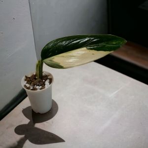 Bunga hias Stand Diana Variegatus (free pot imut lucu)