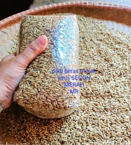 jual benih padi merah SEGON original padi beras merah 500 gram